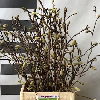 Магнолия Овериг 80, шт.