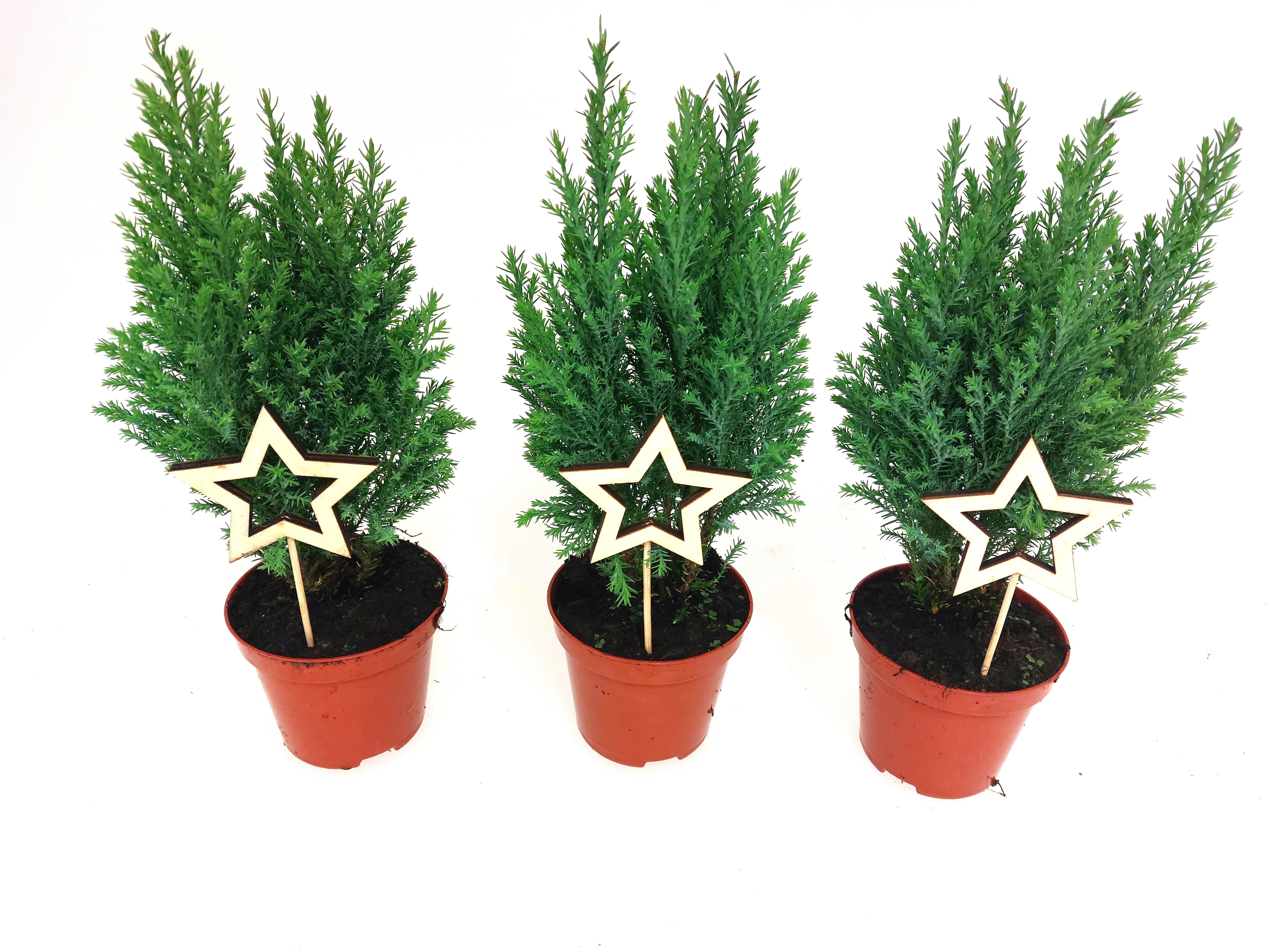 Ellwoodii groen met ster, D 9