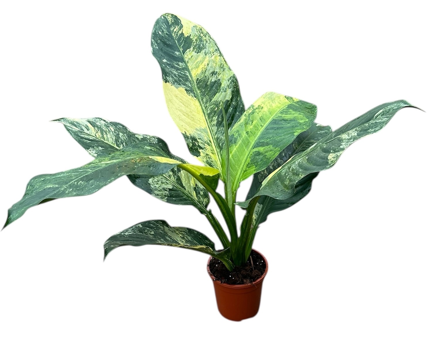 Dieffenbachia Big Ben, D 19