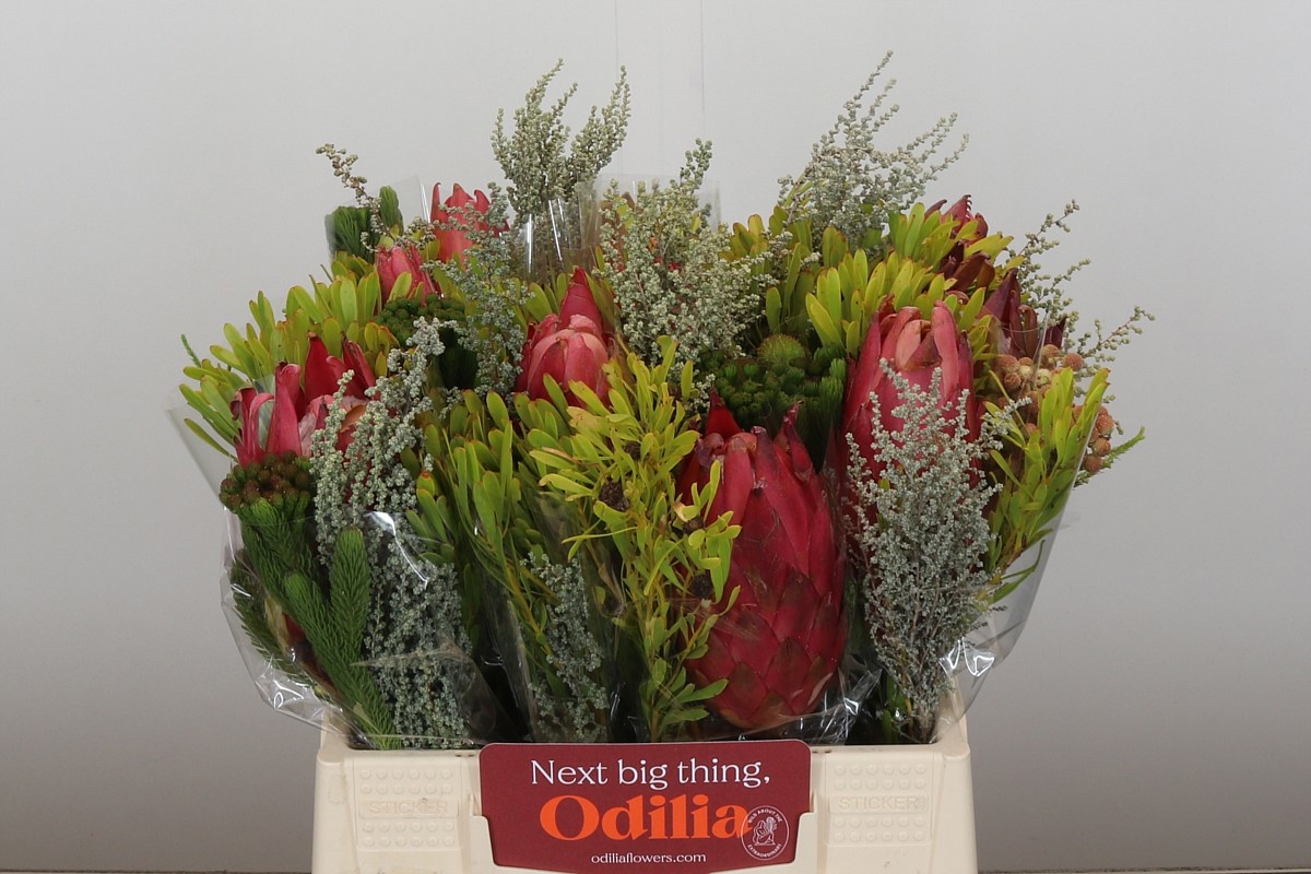 Протея Овериг за пучок 40, пуч.