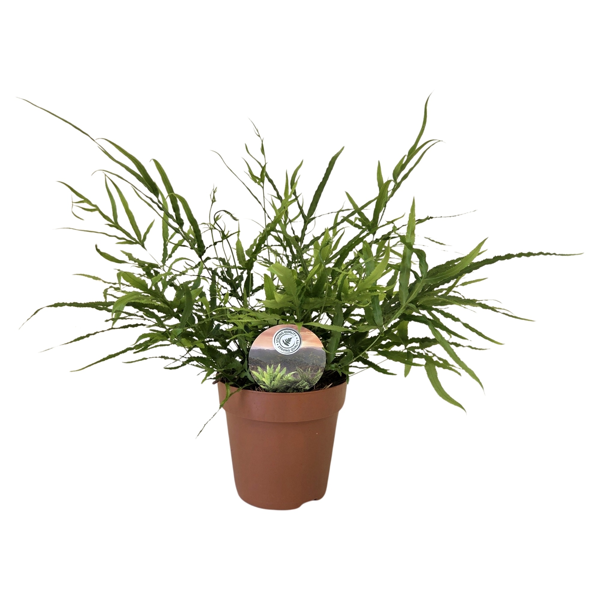 Pteris serrulata, D 12 cm