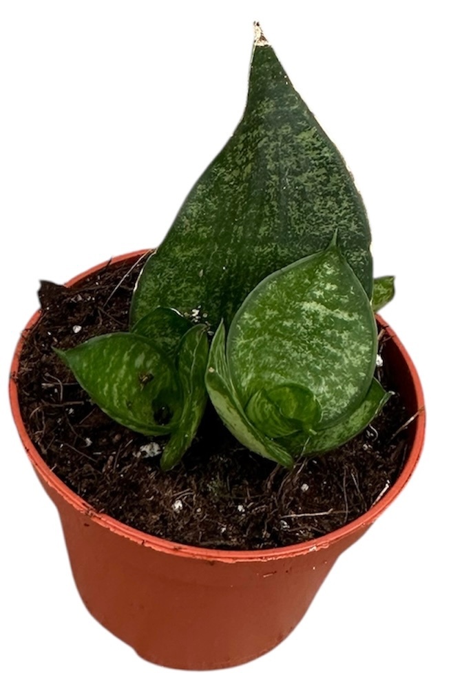 Sansevieria Ehrendel, D 6 cm Sansevieria Ehrendel, D 6 cm