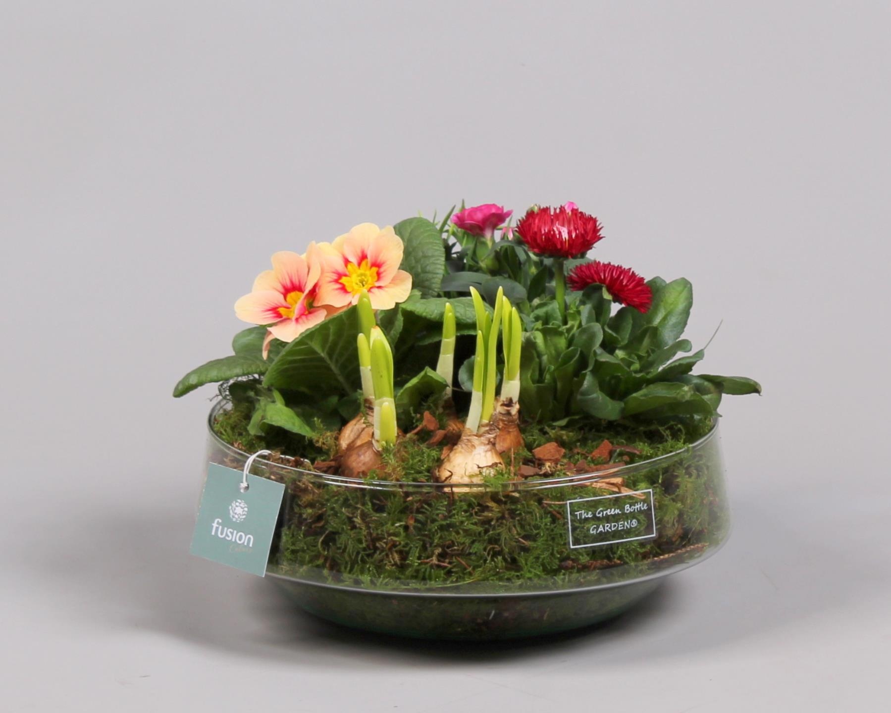 Green Bottle Iris Large Voorjaar met Arrangement, D 24