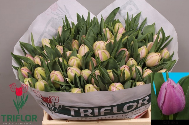 Тюльпан дв. Катинка (лаванд.), шт.