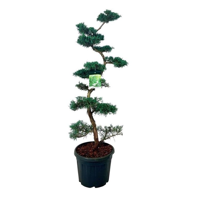 Juniperus virg. 'Grey Owl', D 47