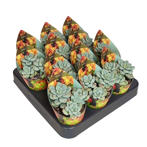 SEDUM CLAVATUM- POT Ø 6,5 WITH POTCOVER (SUCCULENTEN), D 6,5