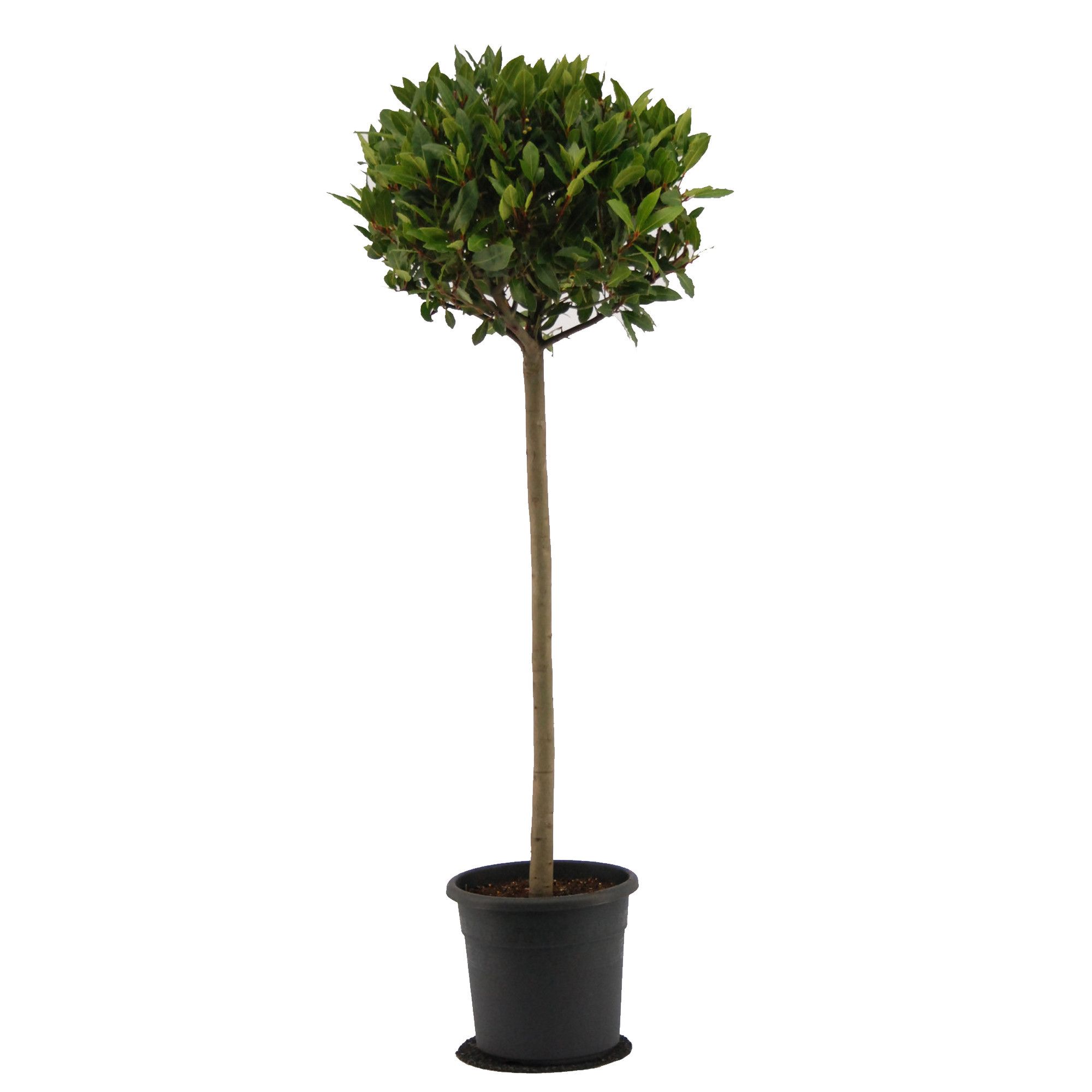 Laurus nobilis Bol op stam, D 25