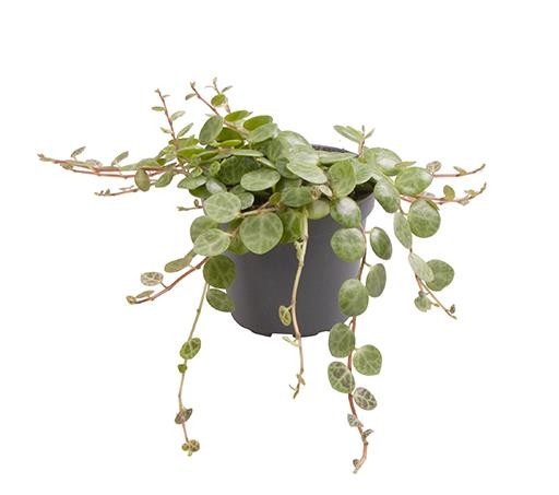 PEPEROMIA PROSTRATA 6763, D 6