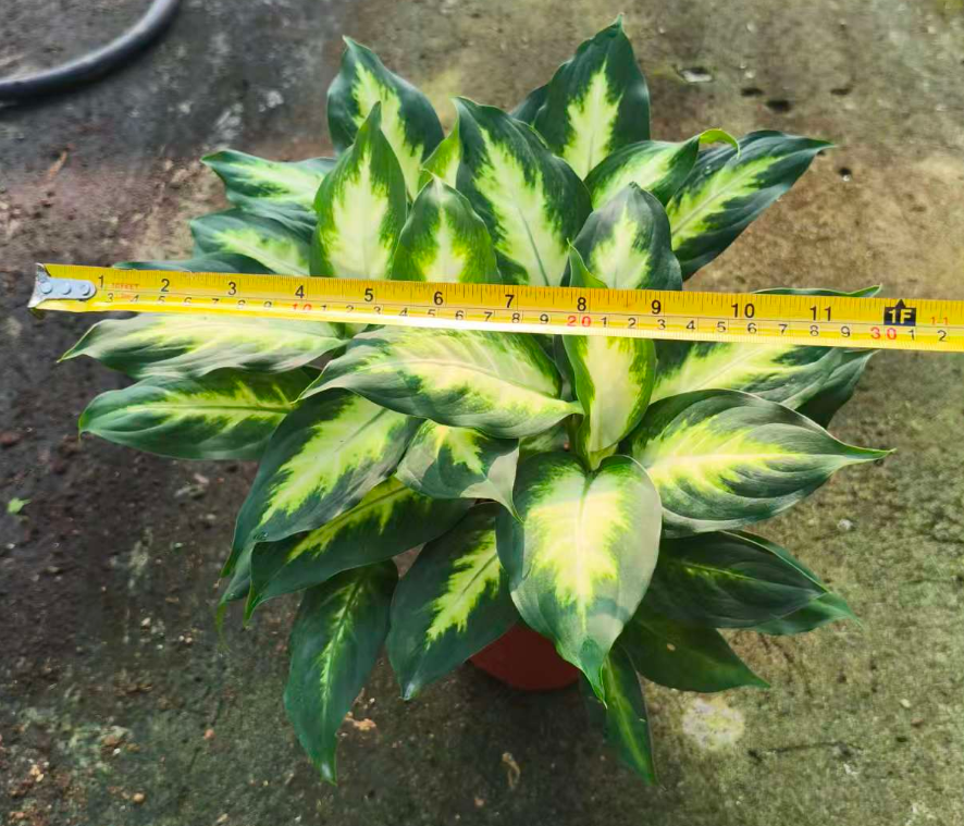 Аглаонема Эверластинг Пинк энд Грин 14 35