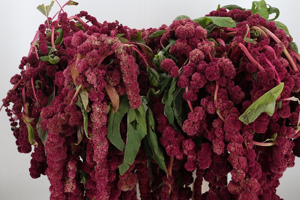 Амарантус Мира 70, шт.