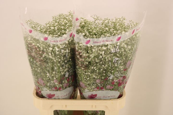 Гипсофила Экселенс 80, шт.