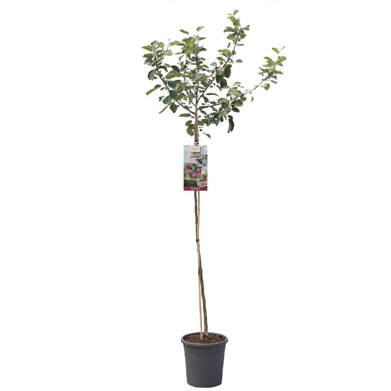 Malus dom. Rode Boskoop hoogstam VERS GEPOT, Rode moesappel, D 31