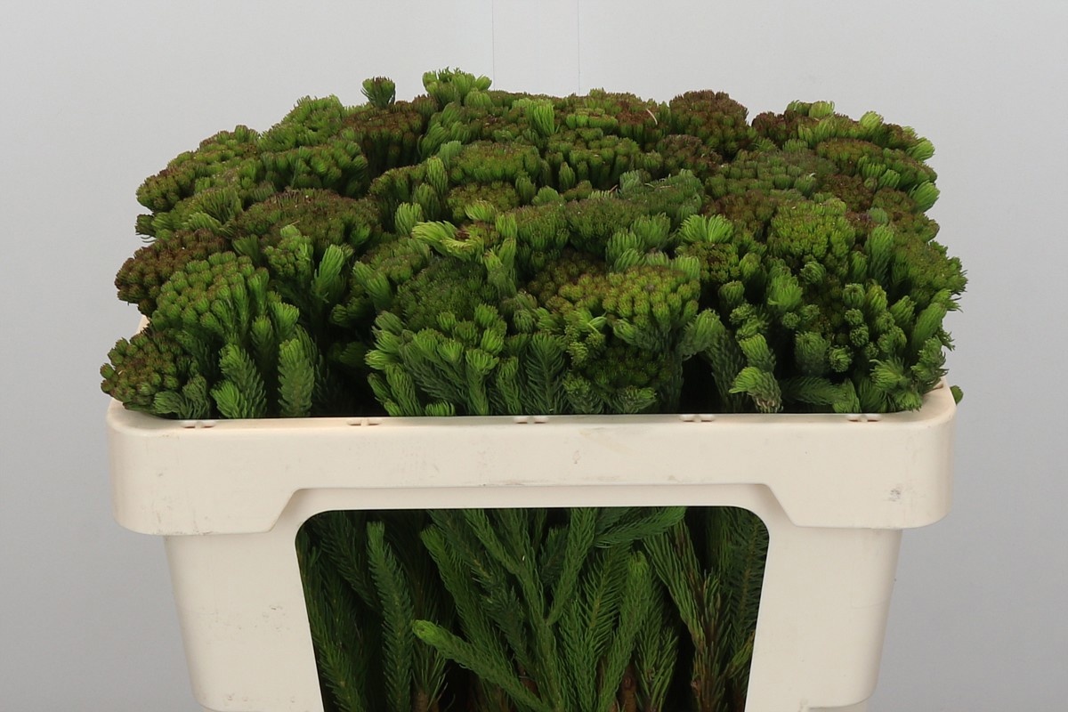 Бруния Альбифлора 50, шт.