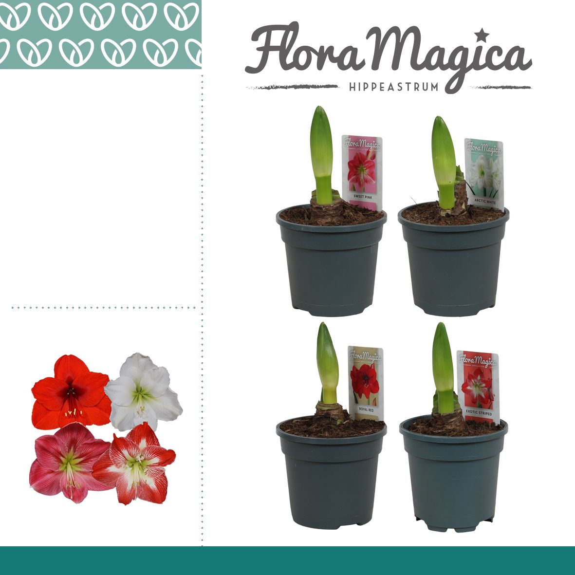 Amaryllis Mix 1 Knop, D 13 cm