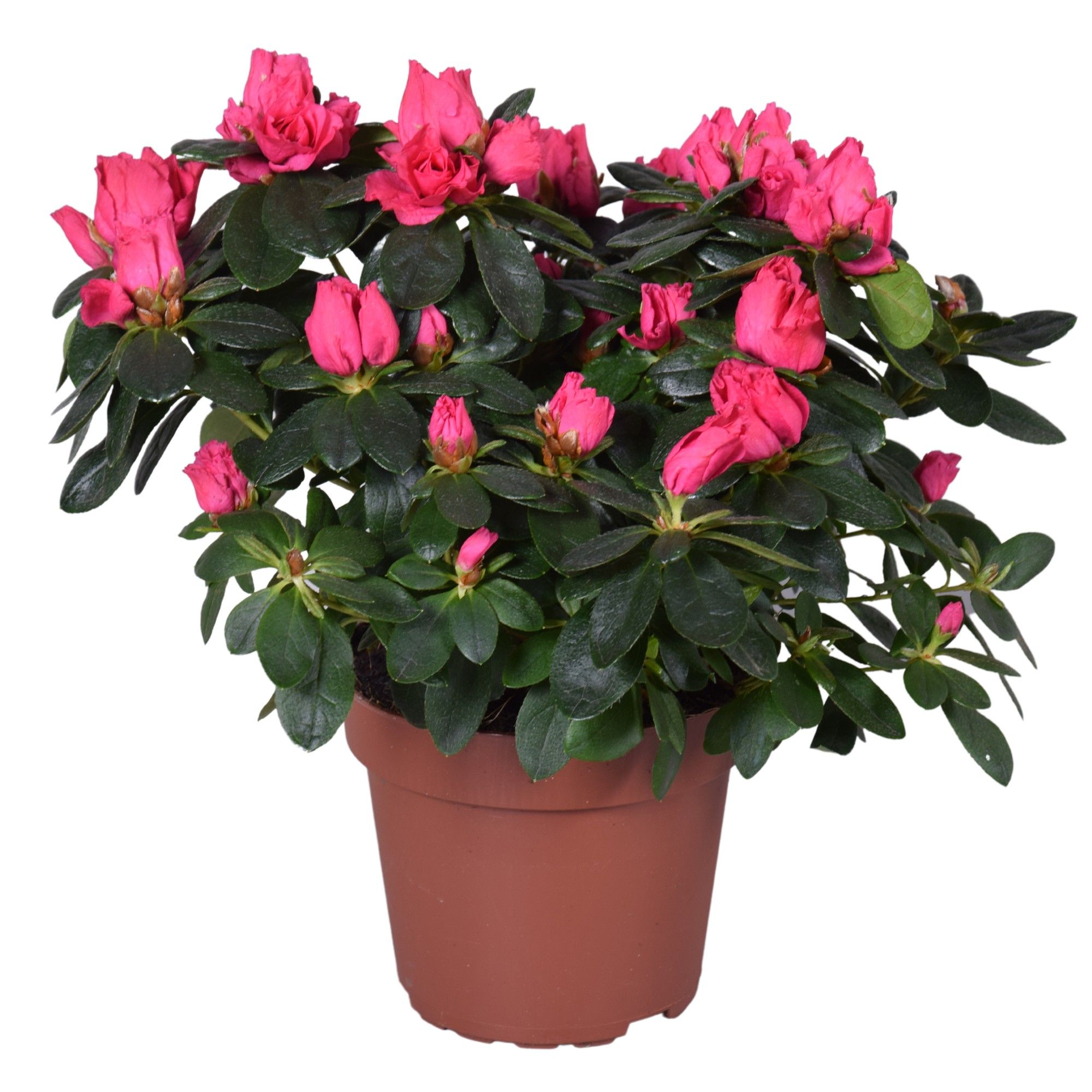 Azalea Vogel 'Nordlicht' rood 14cm, D 14 cm