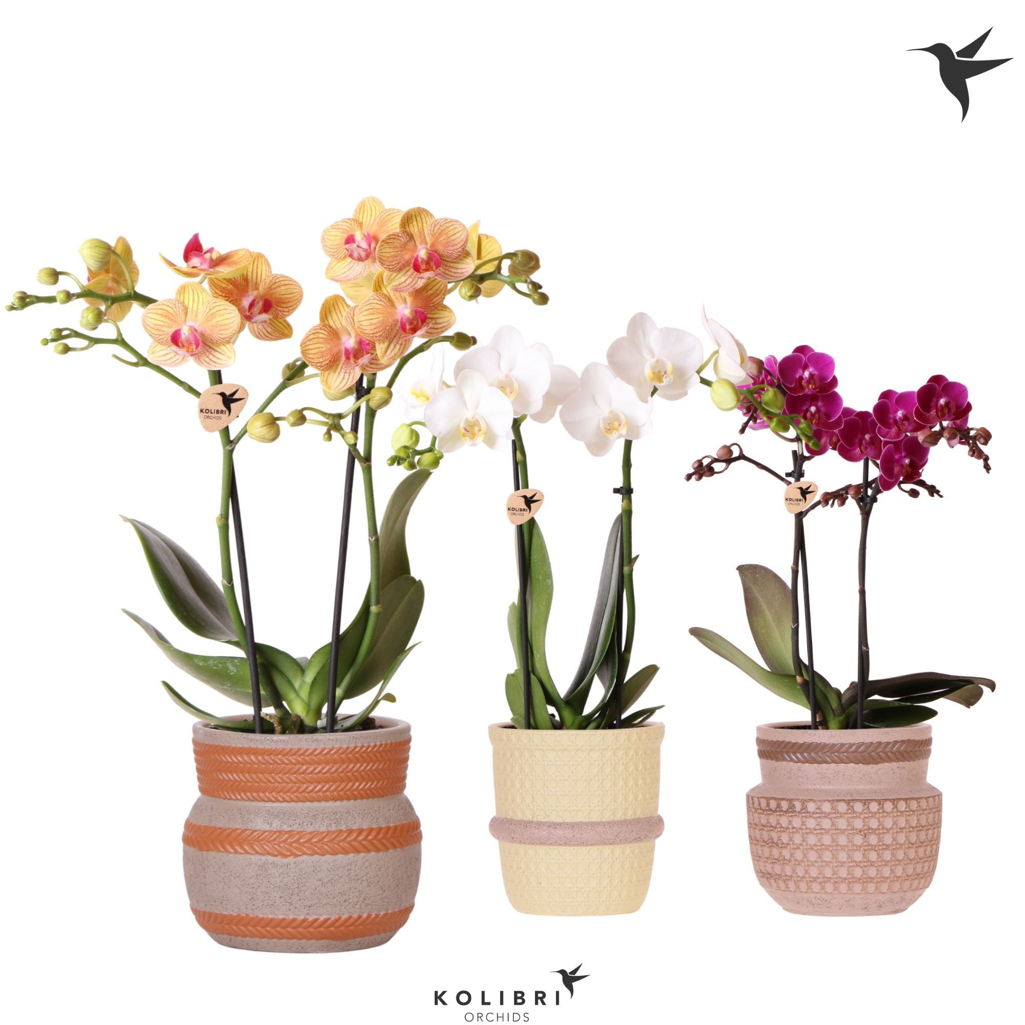 Kolibri Orchids Phalaenopsis mix 2 spike in Ethnic pot mix, D 9