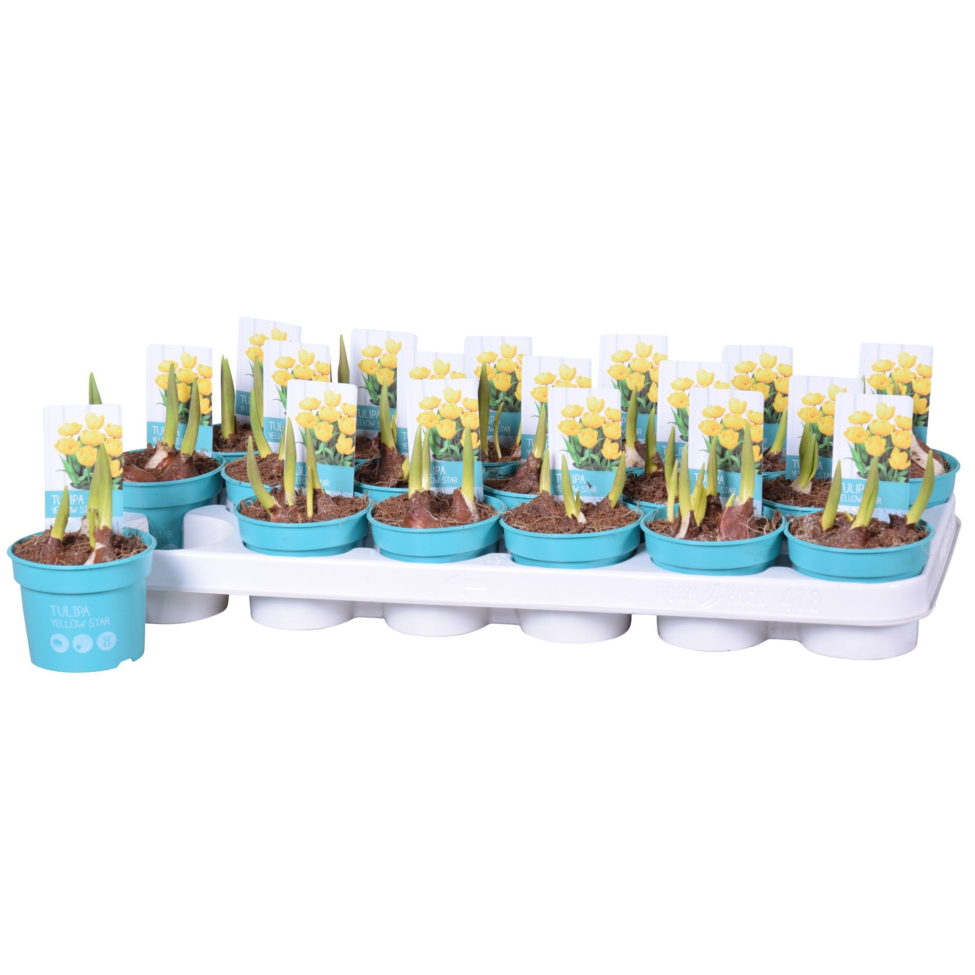 Tulipa Yellow Star 'Diamond Collection', D 9