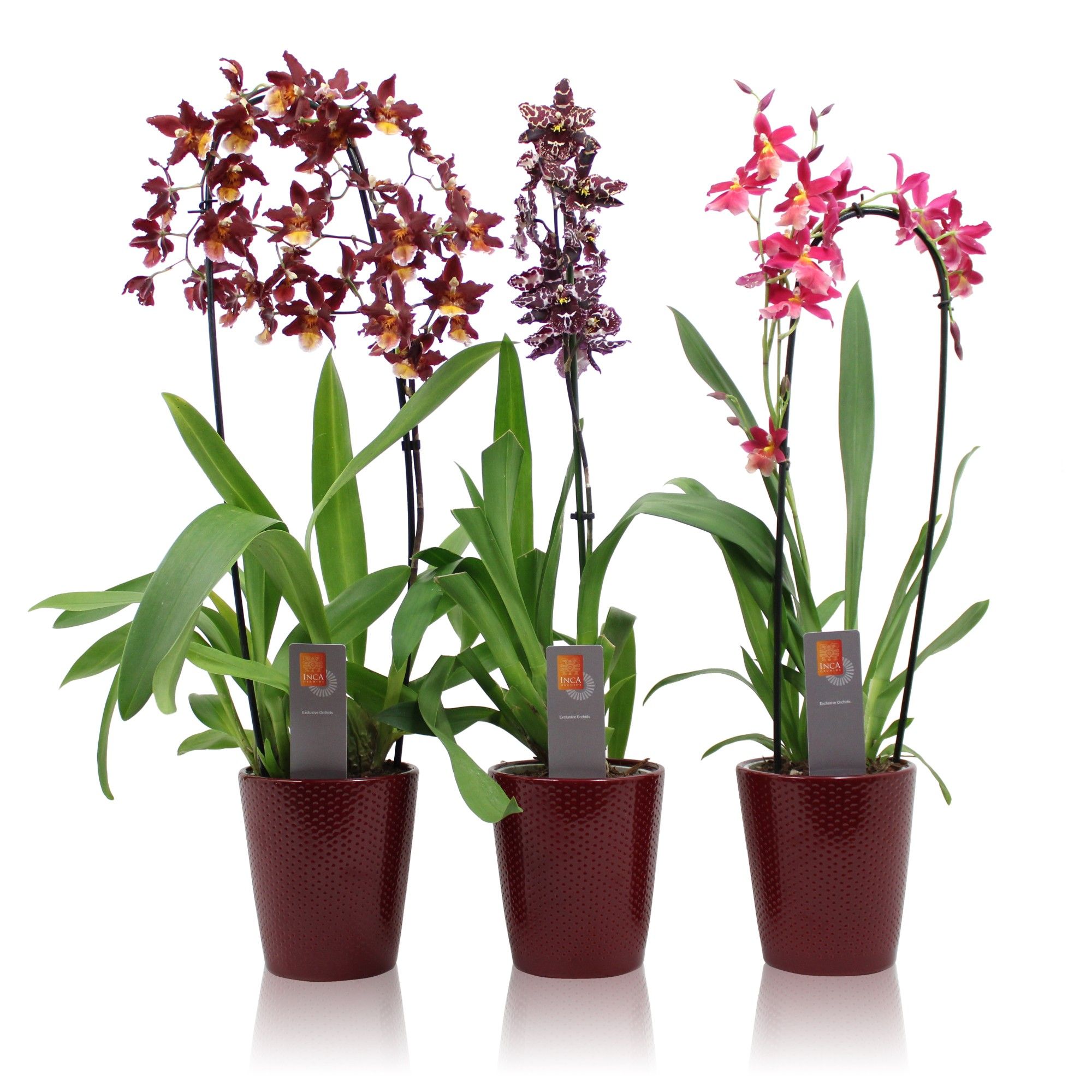 Inca Orchid mix Red 1 spike incl. cascade in Zoe ceramics, D 12