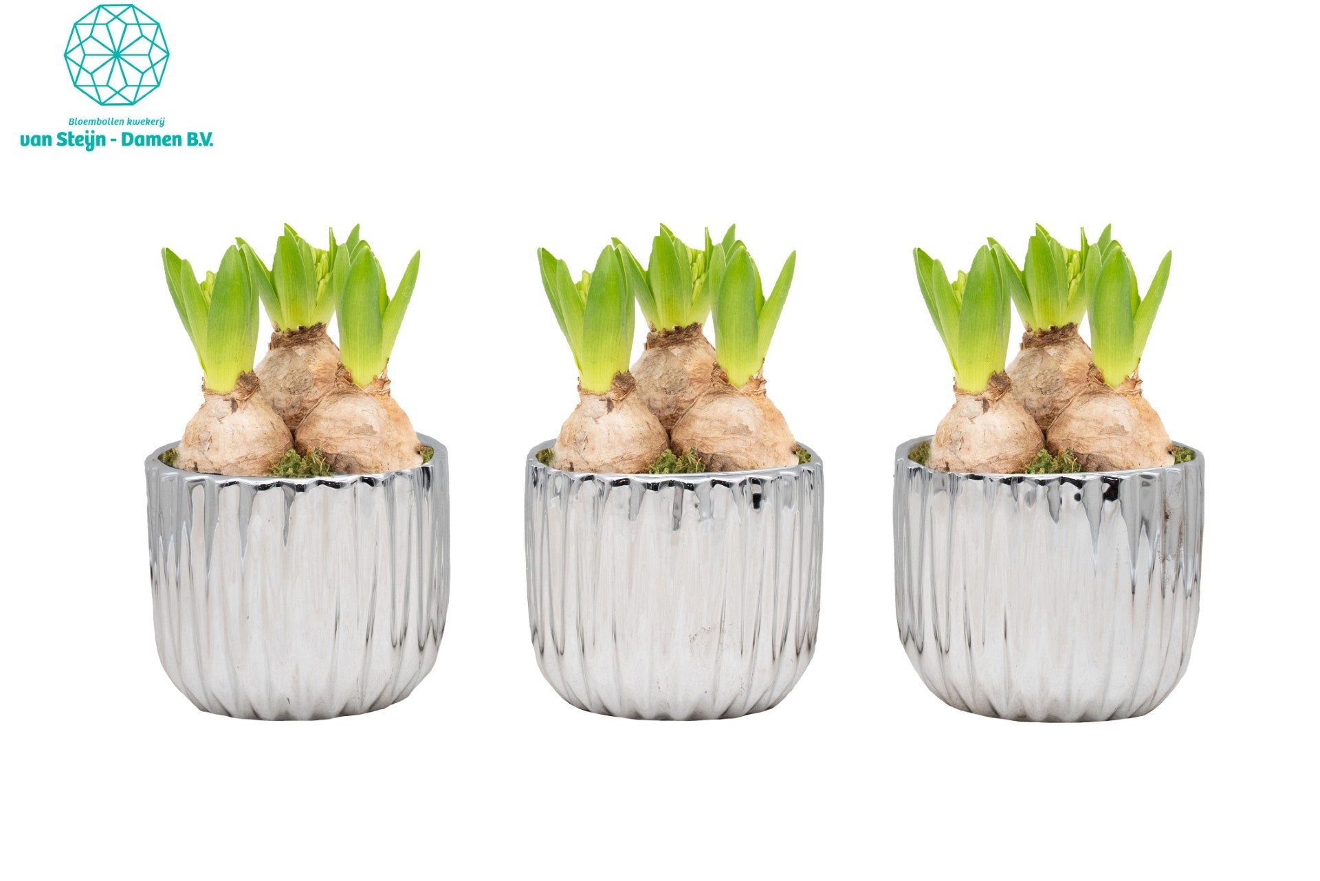 Hyacinthus 'Ribben Deco Silver' (Without Moss), D 12