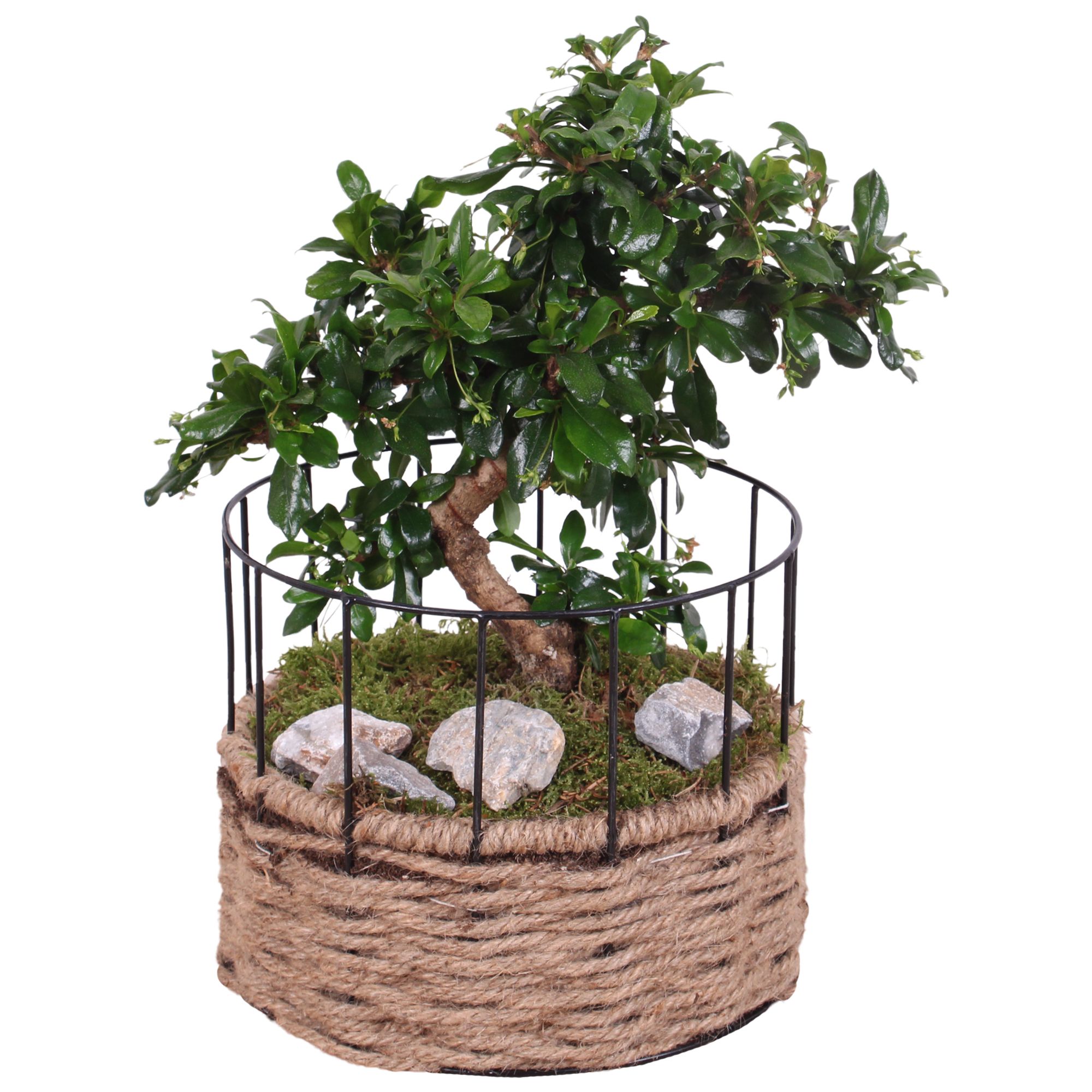 Bonsai Indoor Ø20cm S-Shape in Frame Rope Pot Round Ø21cm, D 21