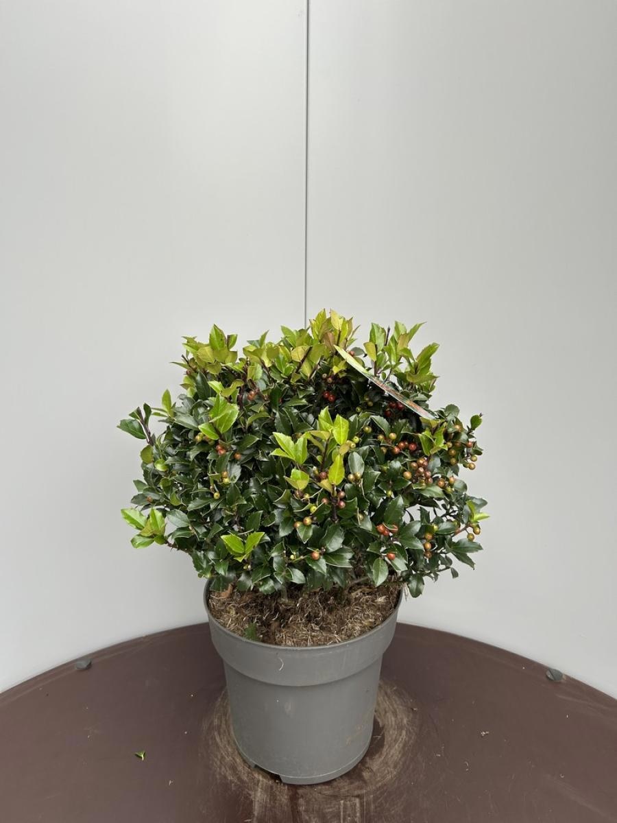 Ilex meserv. Blue Maid, bol, D 29 cm