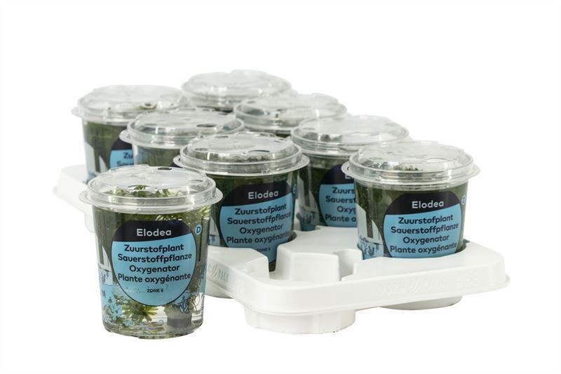 Elodea densa beker medium, D 12