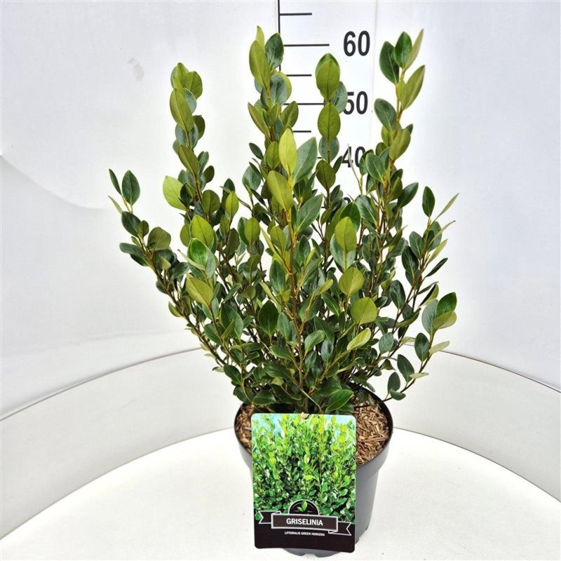 Griselinia littor. Green Horizon, D 29