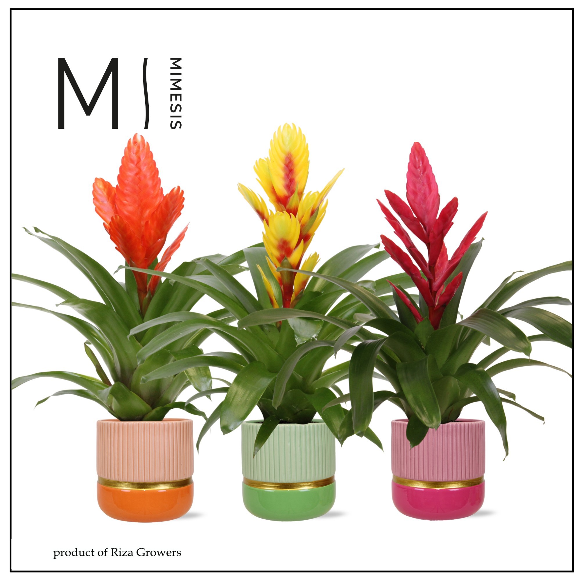 Vriesea Happy - 12cm in Jamaica | Mimesis, D 12