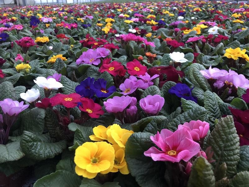 PRIMULA JULIAE-HYBRID 'WANDA', D 9