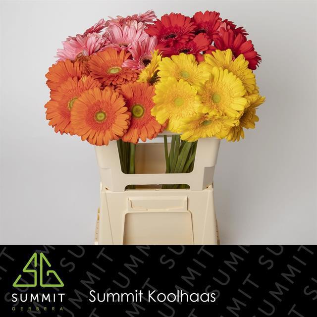 Гербера Микс, шт.