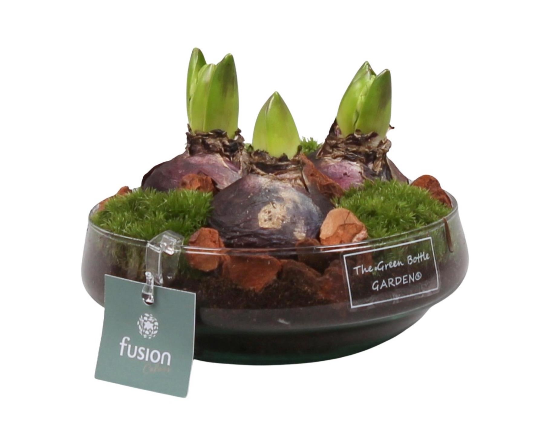 Green Bottle Iris Small met Hyacinten, D 15