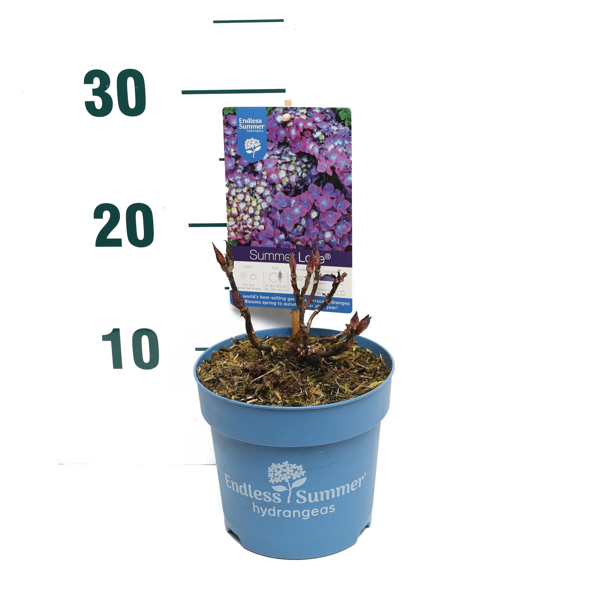 Hydrangea 'Summer Love Purple' - P14 - Endless Summer, D 14