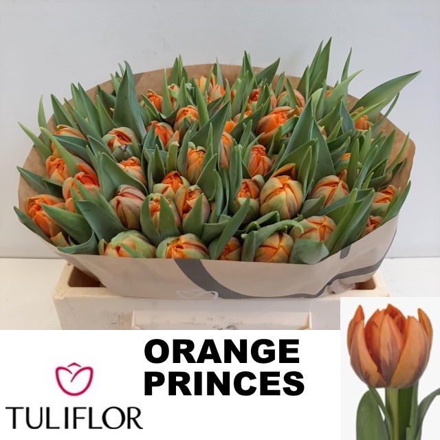 Тюльпан дв. Оранж Принцесс (оранж.), шт.