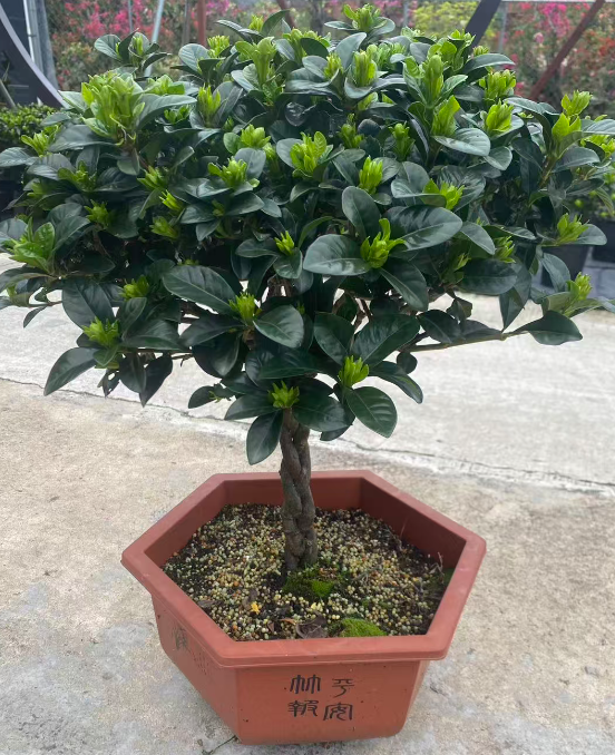 Браидед Гардениа 40 55-65 40 55