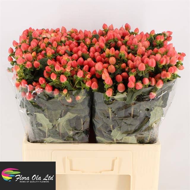 Гипперикум Мэджикал Роял Принцесс 60, шт. Гипперикум Мэджикал Роял Принцесс 60, шт.