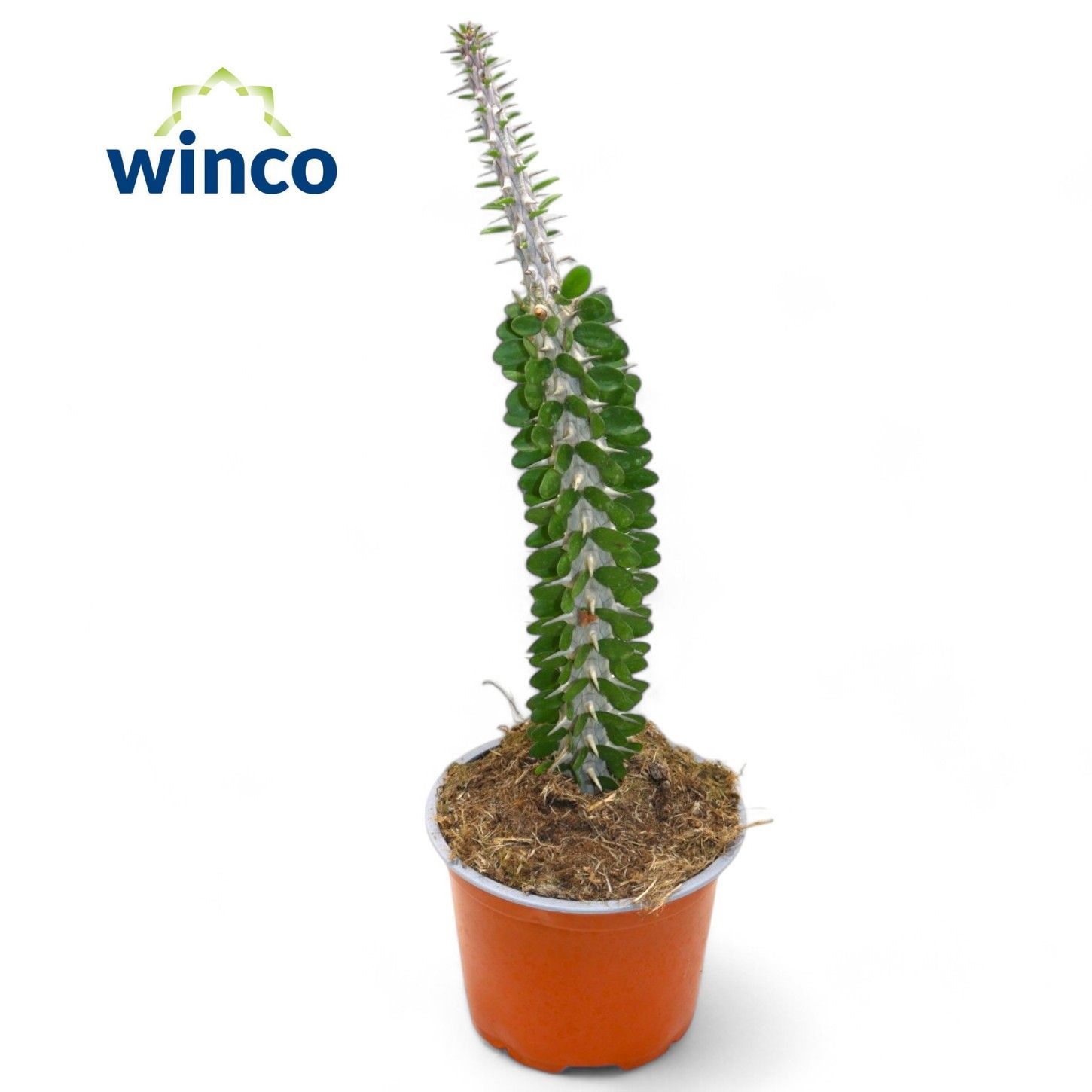 Alluaudia Procera, D 13