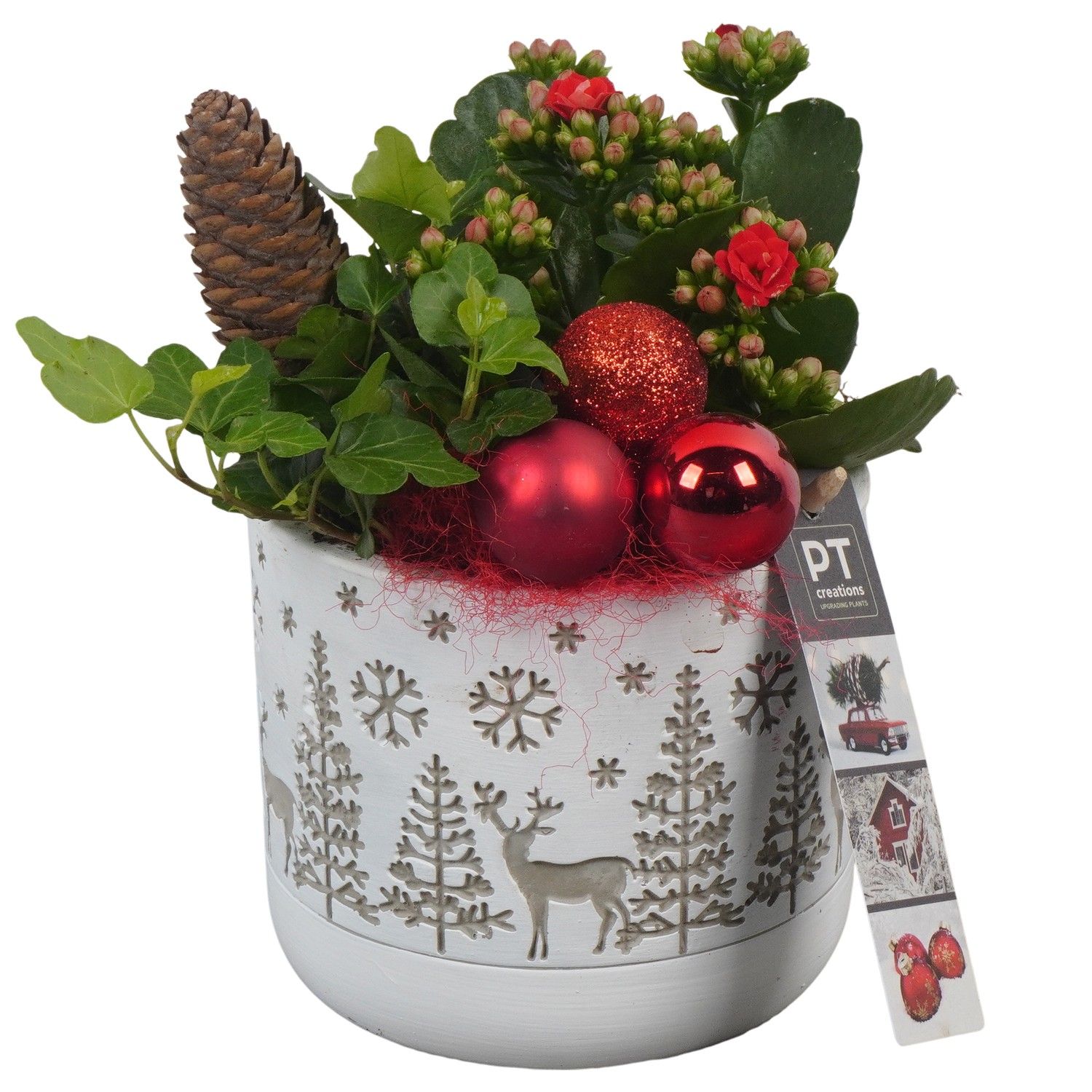 PTCHR7305 Arrangement Christmas Red in beton pot, D 12 cm