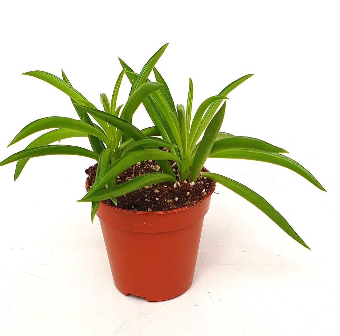 Peperomia 'Nirvana', D 5,5