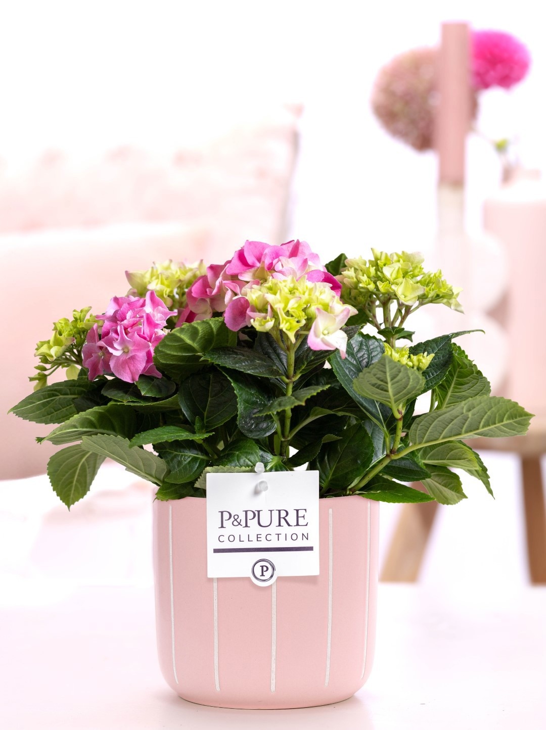 Hydrangea pink in P&PURE Fleur ceramics pink, D 10