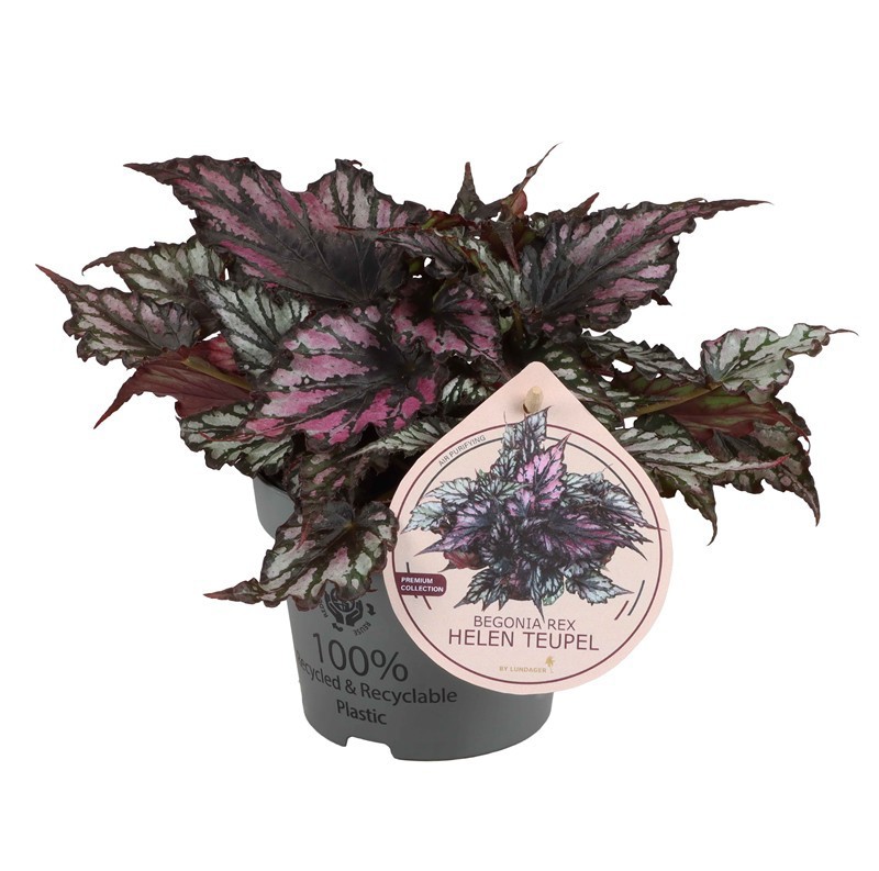 BEGONIA REX-HYBRID 'HELEN TEUPEL', D 12