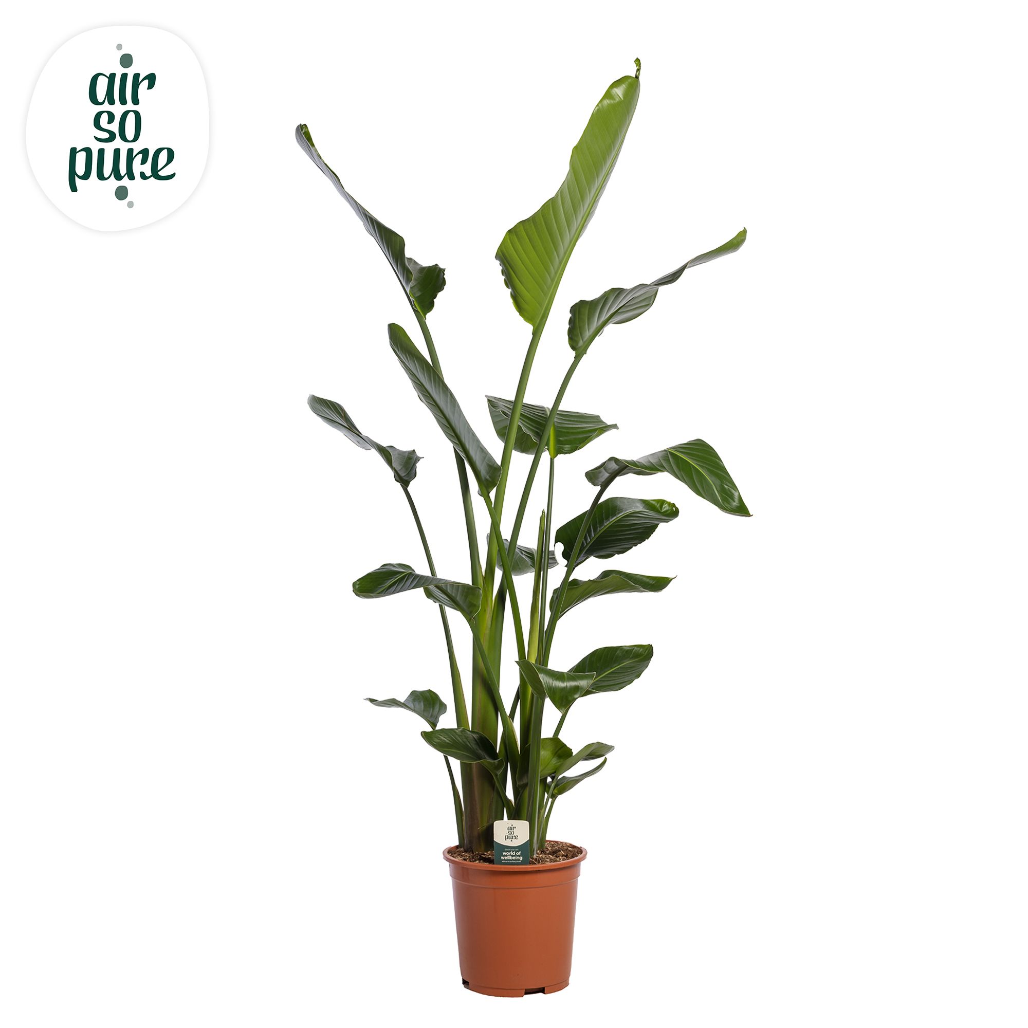 Strelitzia Nicolai p27 (Air so Pure), D 27