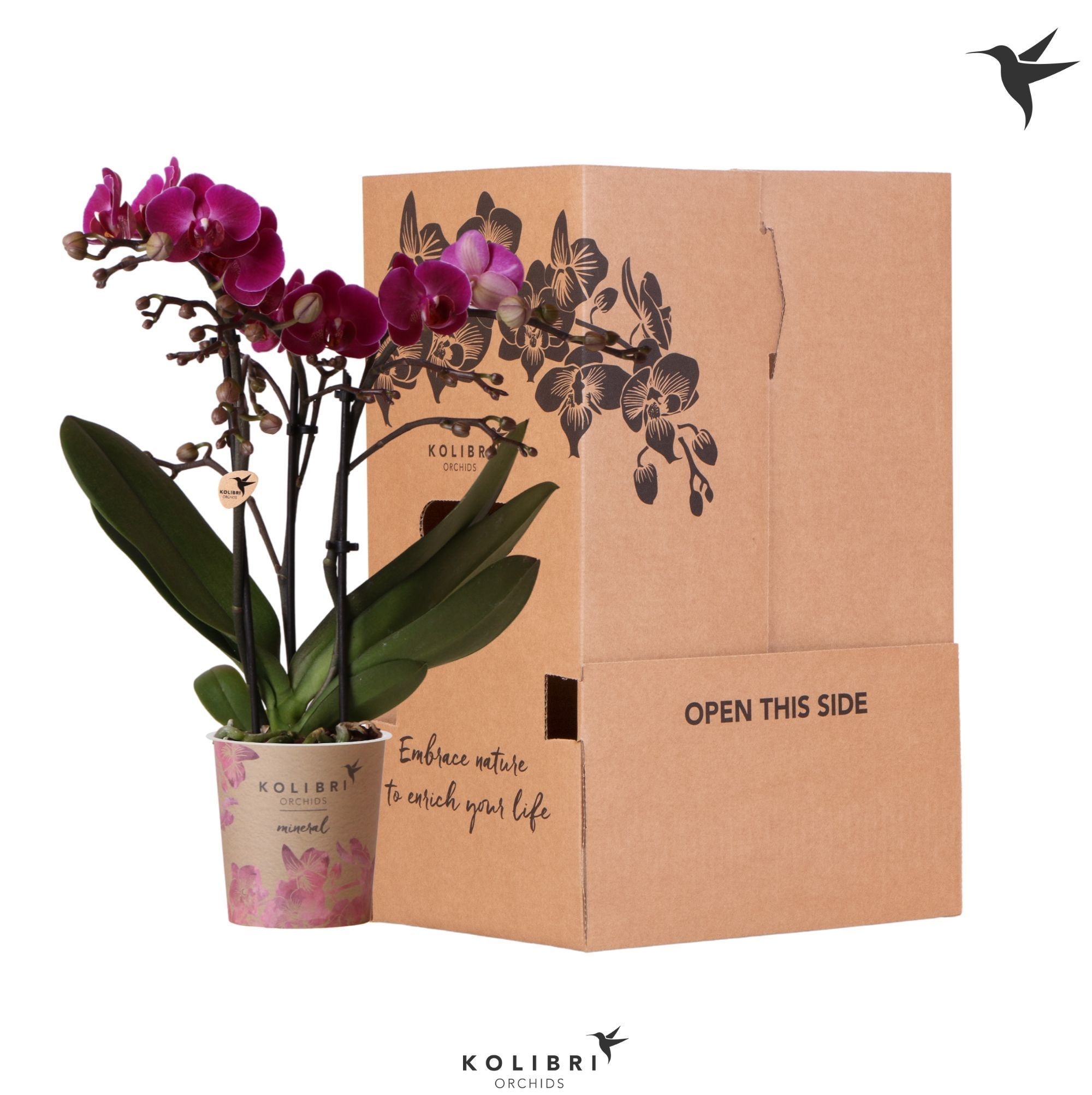 Kolibri Orchids Phalaenopsis Violet 3 spike no sleeve, D 9