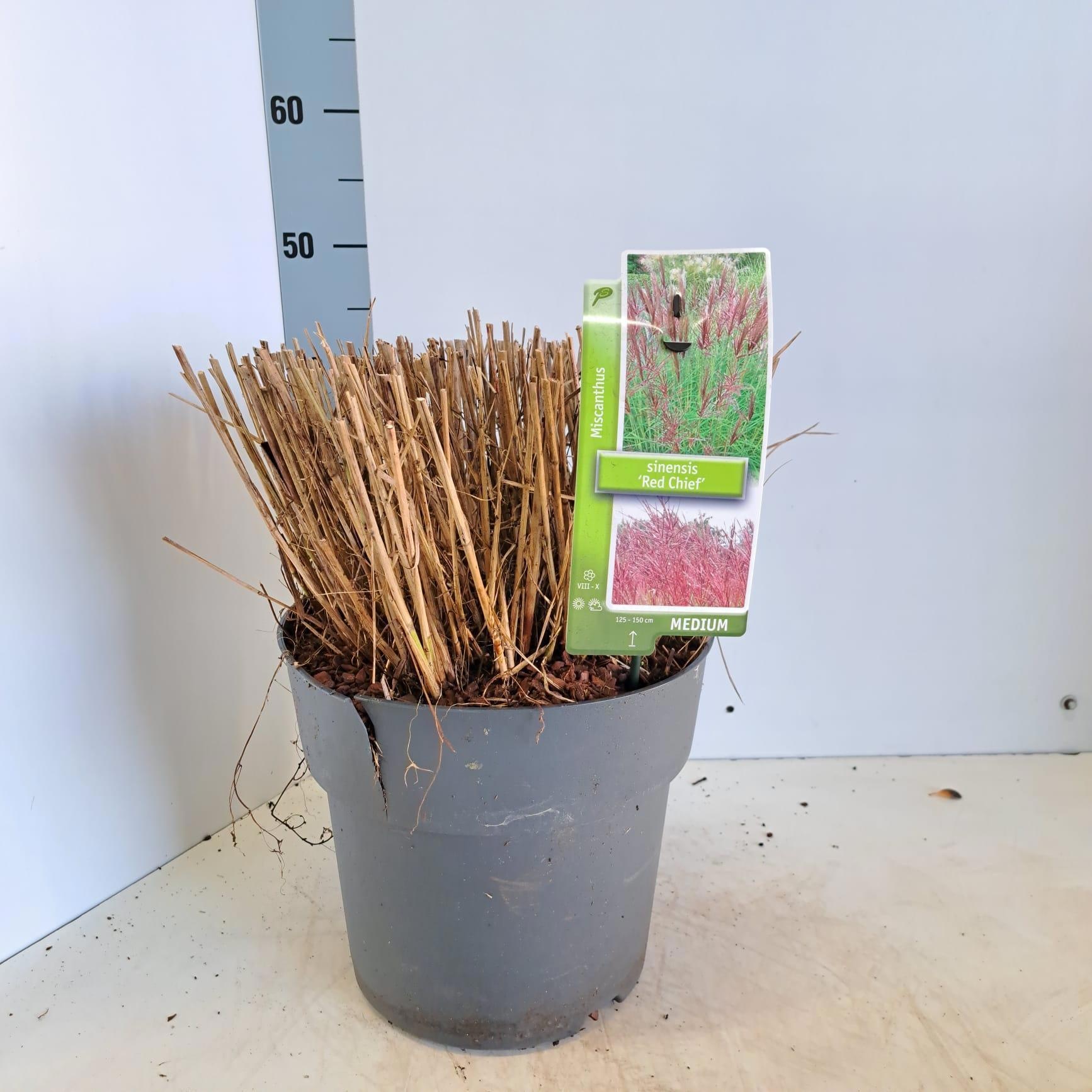 Miscanthus sin. 'Red Chief', D 29
