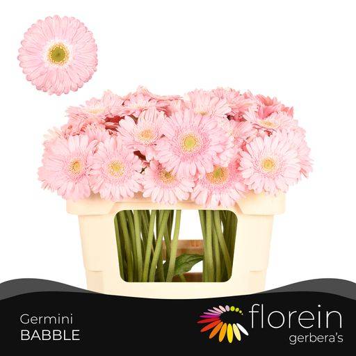 Гермини Бэббл, шт.