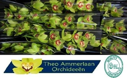 Цимбидиум Лайтнинг x9 60, шт.