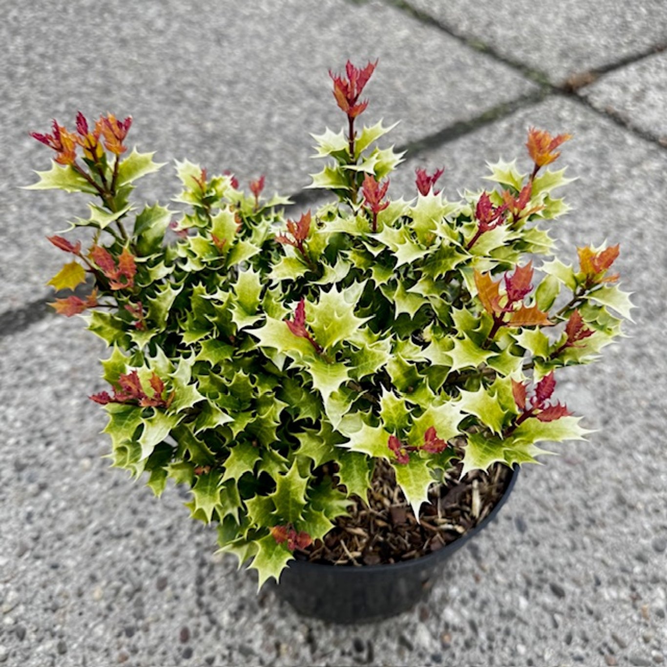 Osmanthus heterophyllus 'Shien', D 19 cm