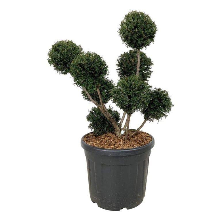 Taxus b. 'Höpken's Gigant', D 50