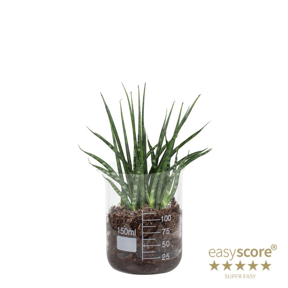 SANSEVIERIA PARVA 40632530 Lab Glass Fernwood, D 7 cm