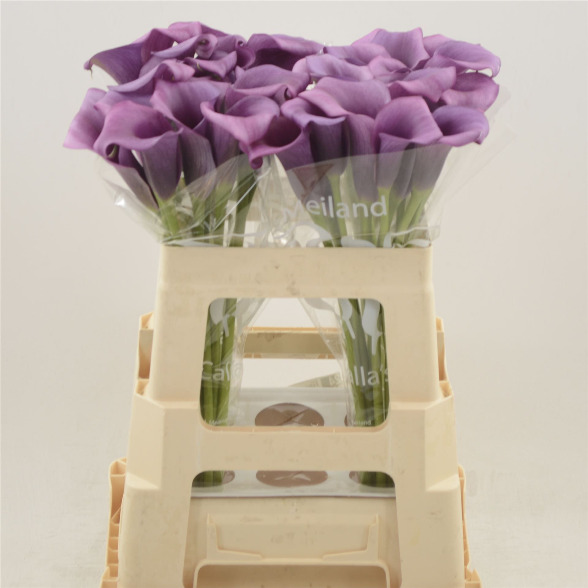 Калла Дурбан 55, шт.