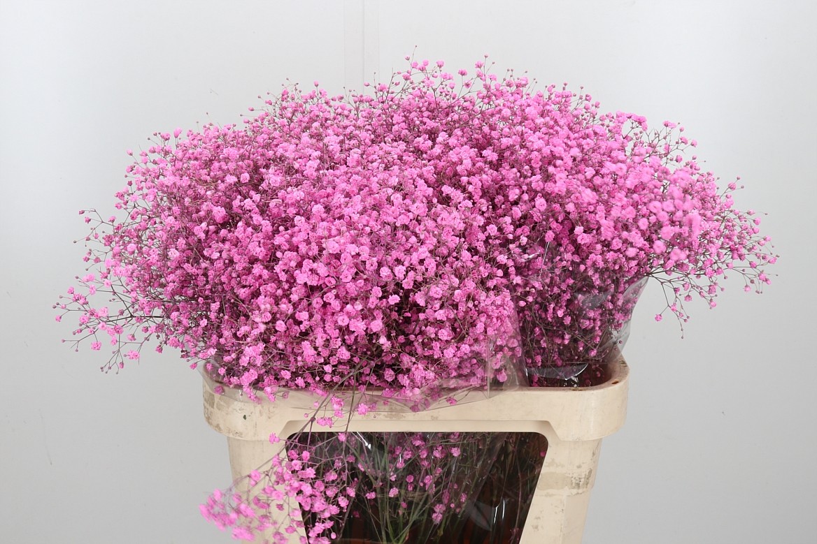 Гипсофила Овериг Крашеная (краш. ) 80, шт.